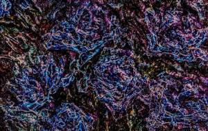 ばら、デジタル - 久保田　俊 