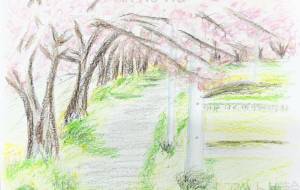 青白い電信柱と桜並木 - はるかみさま