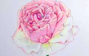 バラ - 佐藤亜希子 