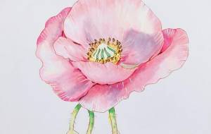 ポピー - 佐藤亜希子 