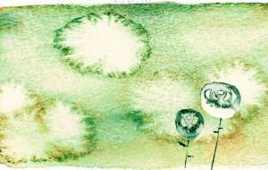 ２輪の黄ばんだ薔薇 - ぴぴ 