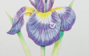 アヤメ - 佐藤亜希子