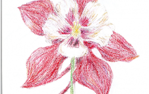 セイヨウオダマキ - 雪柳 