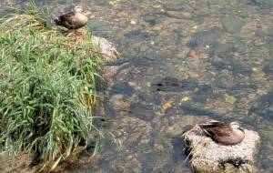 鴨なのカモ - 宇宙くらげ 