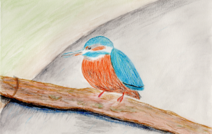 カワセミ - 柴田 和子 