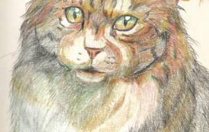 猫１ - 春木真弓 