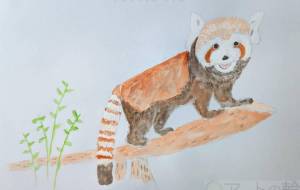 レッサーパンダ - Miyumomo 