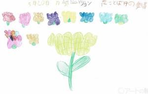 5月20日　カーネーション　花言葉　母の愛情 - Ai 