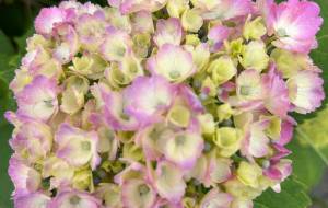 ピンクの紫陽花 - and me 