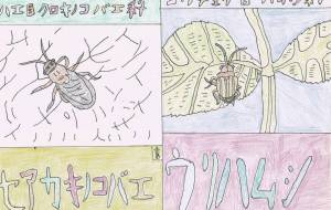 セアカキノコバエが道を這っている、ウリハムシが植物に集っている - 虫太郎