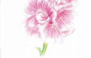 カーネーション - 雪柳 