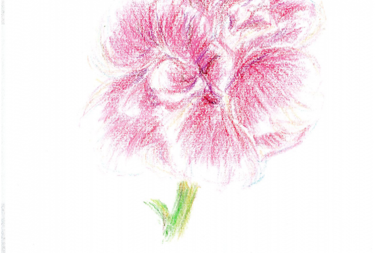 カーネーション