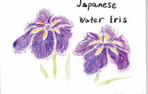 ハナショウブ - 雪柳