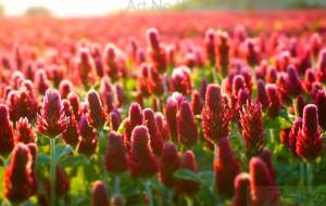 花畑の灯 - さくら 