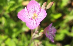 ピンクのお花 - naomi 