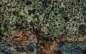 かしわのき - 久保田 俊