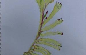 カンガルーポー - GENTIL