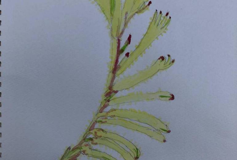 カンガルーポー