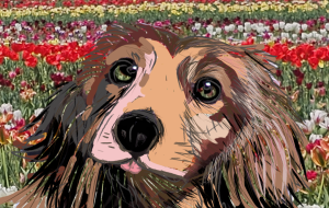 たくさんの　幸せをありがとう - かずもがな 