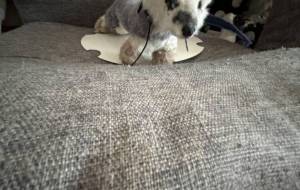 蝦夷クロテンの人形其の3 - おこじょ