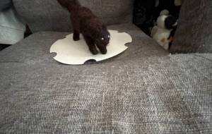 フワフワミンク - おこじょ