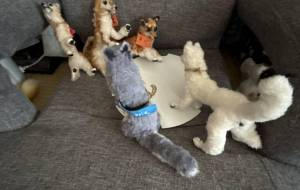 柴犬達の喧嘩仲裁 - おこじょ