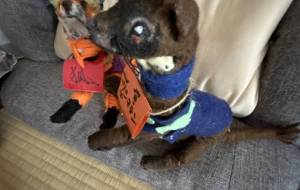 きつね君と対馬てん - おこじょ 