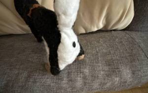 黒柴 - おこじょ 