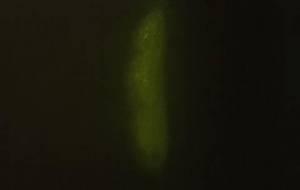 アート写実 豆 - 真鍋哲地 