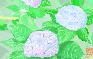 紫陽花 - ゆふーち 