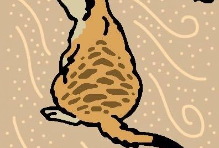 ミーアキャット