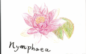 ヒメスイレン - 雪柳 