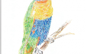 ゴシキセイガイインコ - 雪柳 