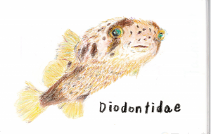 ハリセンボン - 雪柳 