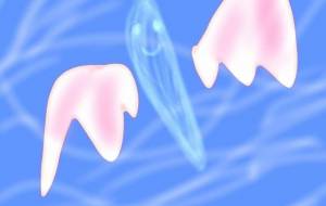 クリオネ 1 - おかず