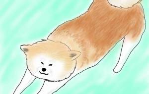 のびー秋田犬（赤毛） - 華凪 
