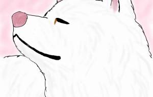 王子の微笑み(秋田犬・白毛) - 華凪