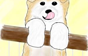 ぺろり（秋田犬仔犬・赤毛） - 華凪 