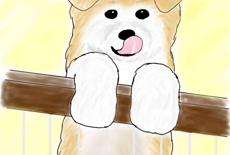 ぺろり（秋田犬仔犬・赤毛）