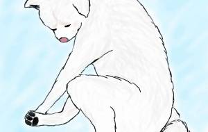 しょぼーん(秋田犬・白毛) - 華凪