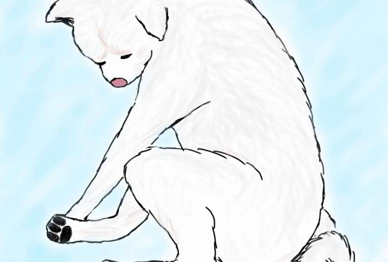 しょぼーん（秋田犬・白毛）