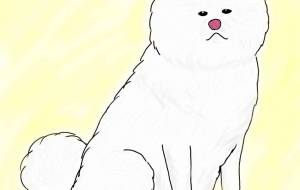 王者の貫禄（秋田犬・白毛） - 華凪 