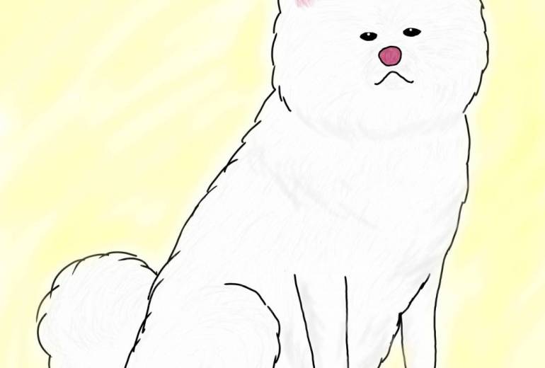 王者の貫禄（秋田犬・白毛）