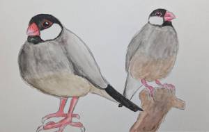 文鳥 - 暁・丸子 