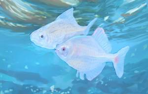 おさかな - 五郎丸ニャププ 