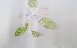 紫陽花 - Miyumomo 