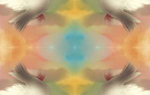 バラと鳩 - 【イベント】わたしのSDGs宣言 