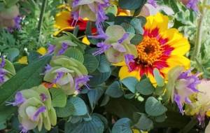 初夏の庭のブーケ - 藤本しのぶ 