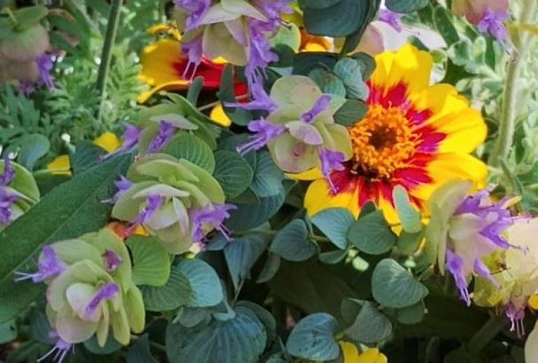 初夏の庭のブーケ