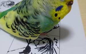 可愛いおじゃま鳥 - あおい 